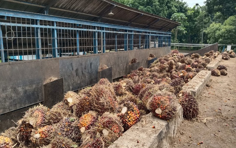 Harga TBS Sawit di Sumsel Periode II Agustus