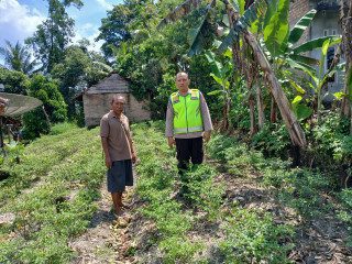 Anggota Bhabinkamtibmas Rutin Cek Tanaman Cabai di Perkarangan Rumah Kelompok Tani Binaan Polsek BP Peliung