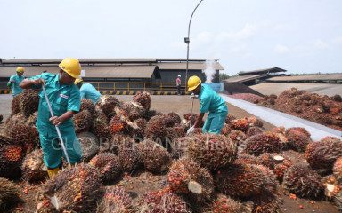 Produksi dan Ekspor Sawit Turun, Ternyata Ini Pemicunya